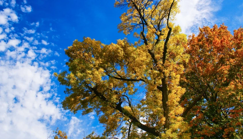 the view from below is looking up at some yellow, orange and green trees