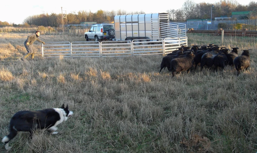 a dog running through the grass near a large herd of animals