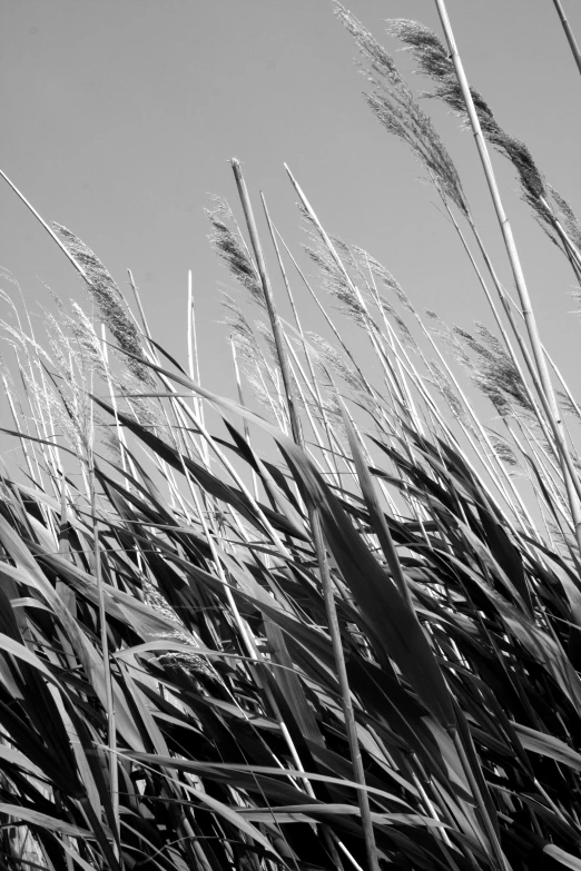 tall grass blowing in the wind with a blue sky in background