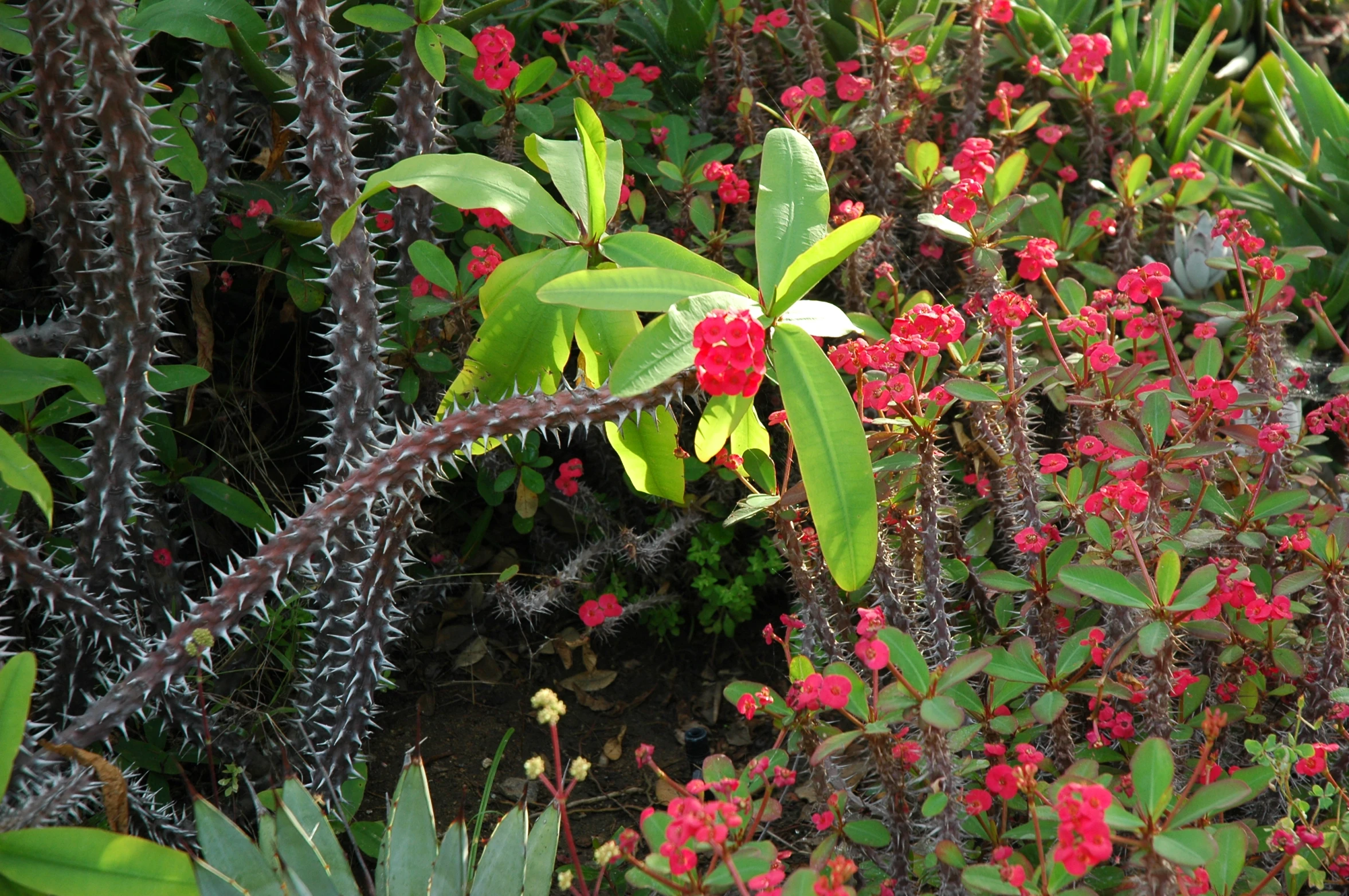 the view of a large number of plants from above