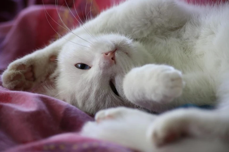 a close up of a cat laying on a blanket