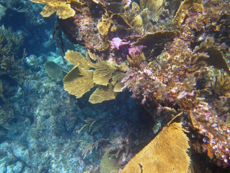 a close up s of a sea weed