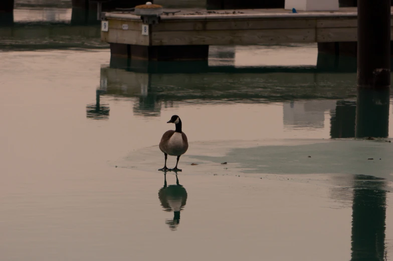 the lone goose stands in shallow water with a dock in the background