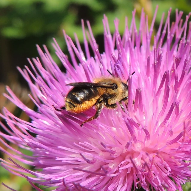 a bum sits on a pink thistle flower
