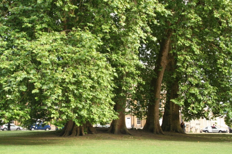 a park with two benches and many trees