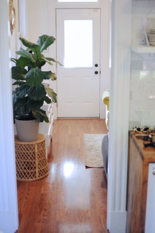 the door way is to the kitchen and a plant on the table
