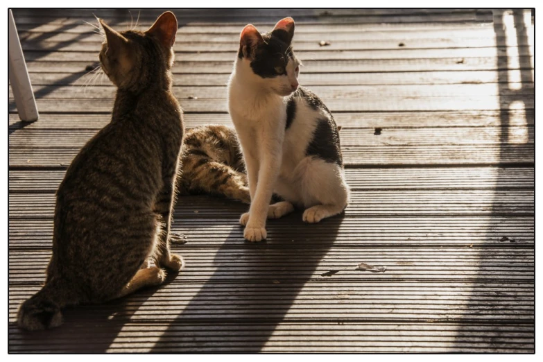 three cats sitting and facing each other and looking at the sun