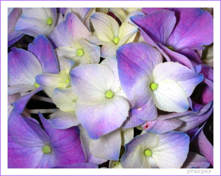 a pograph of white and purple flowers