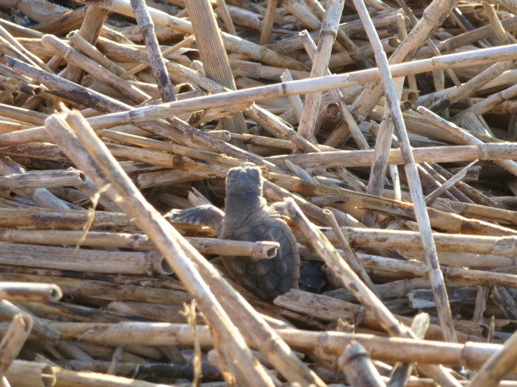 bird amongst sticks and other weeds in the sun