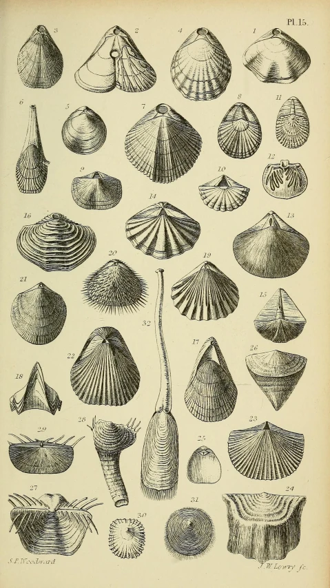 an image of an old book with many shells