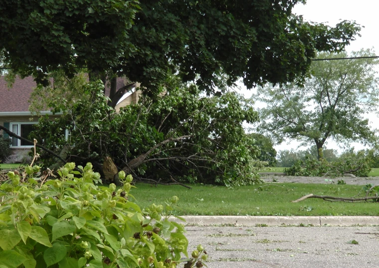 tree nches are strewn across the road as one car drives past