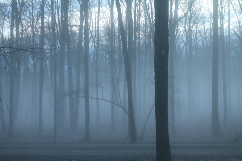 a foggy forest with tall trees on a rainy day