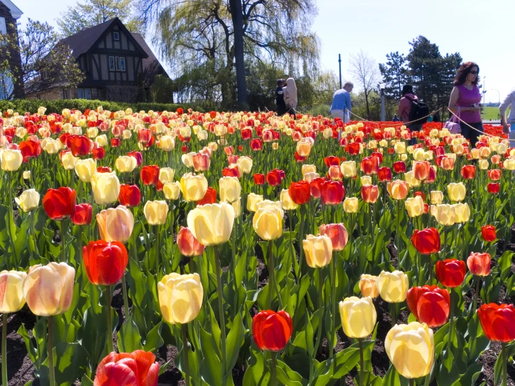 a field full of bright yellow and red flowers