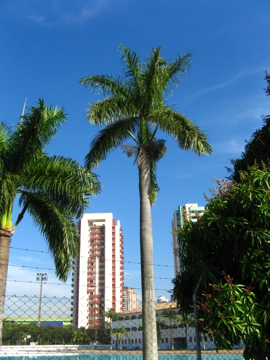 a few palm trees by the water and a large building