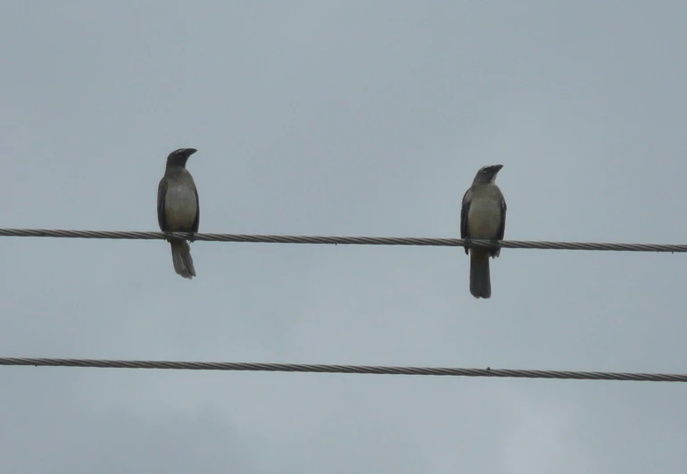 two birds perched on top of a power line