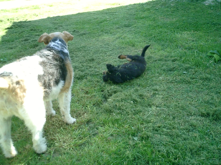 two dogs play with each other outside in the grass