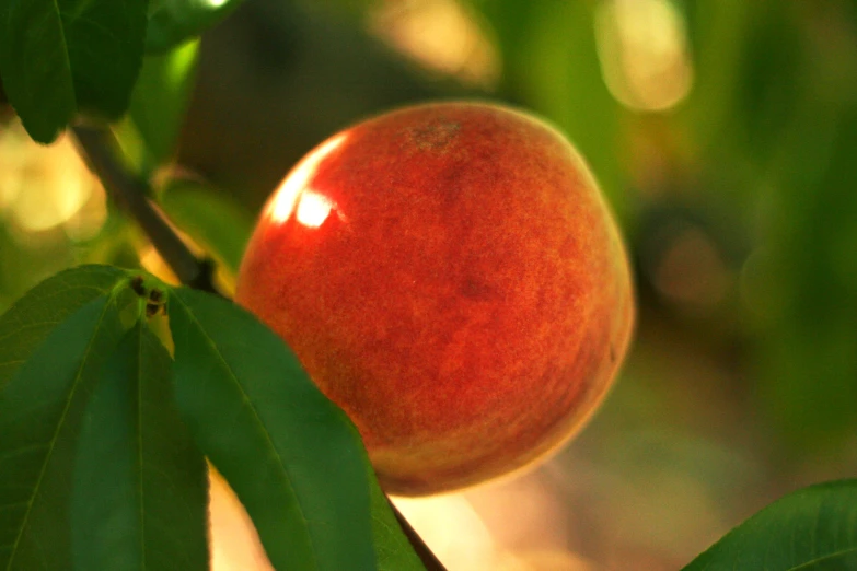 a close up view of an apple on a tree