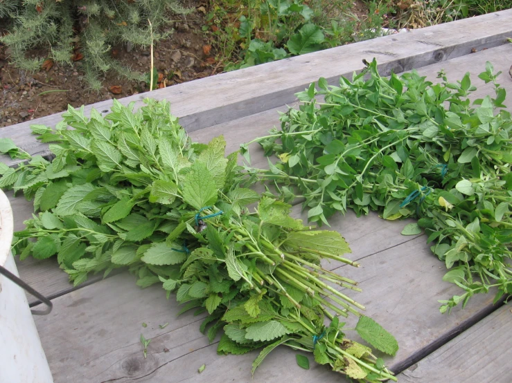 several different types of vegetation laid out on a picnic table