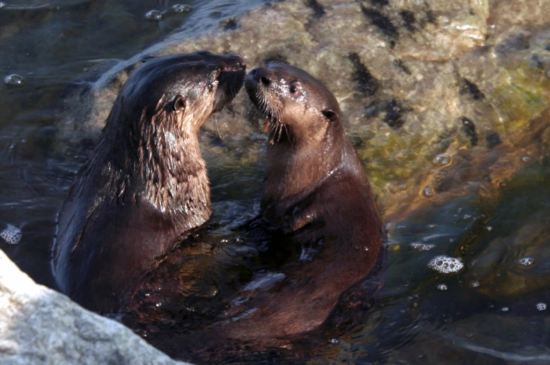 two sea otters sitting side by side in a body of water