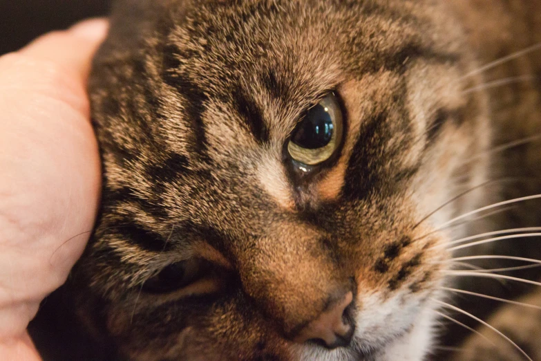 a hand holding onto a cat as it looks up at the camera