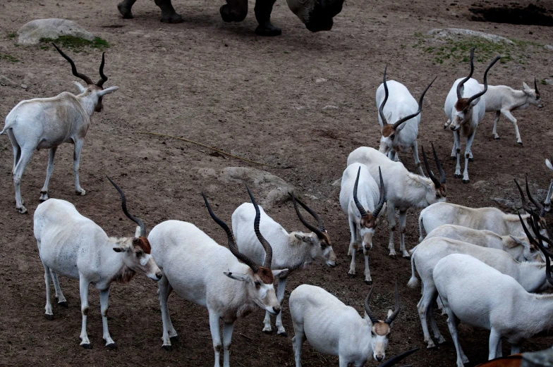 a herd of white goats and an antelope grazing on grass