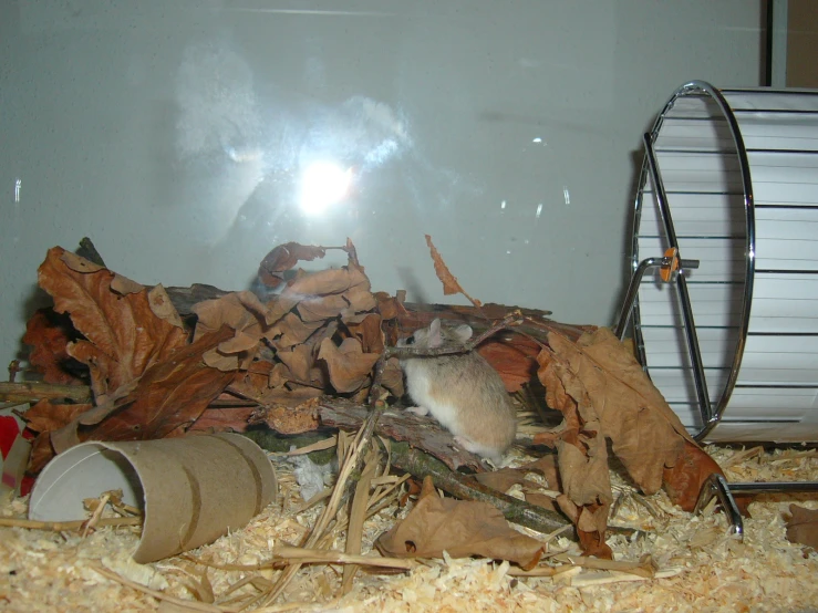 a rat in a room that has fallen leaves on the floor