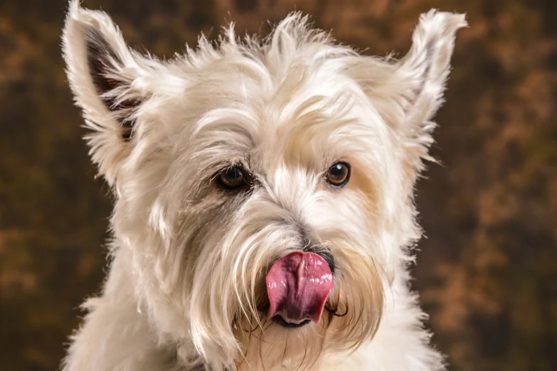 there is a close up picture of a white dog with it's mouth open