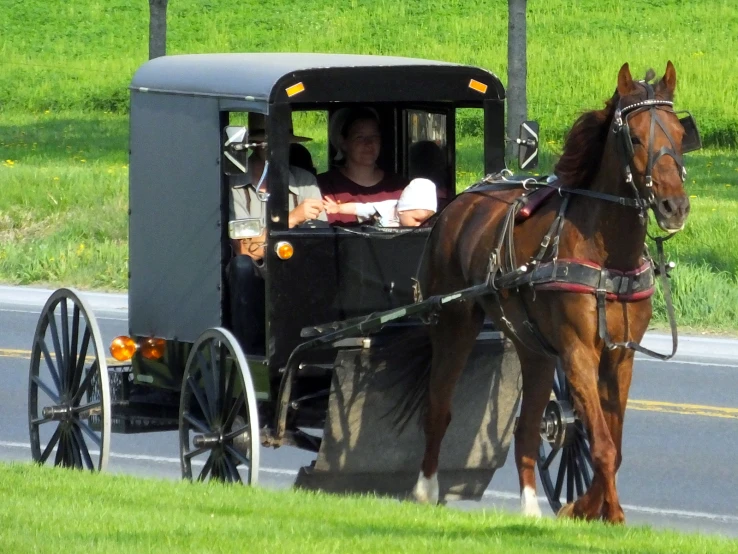 the woman drives a horse and cart on the road