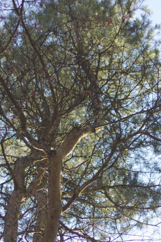 an animal standing in the nches of a tree