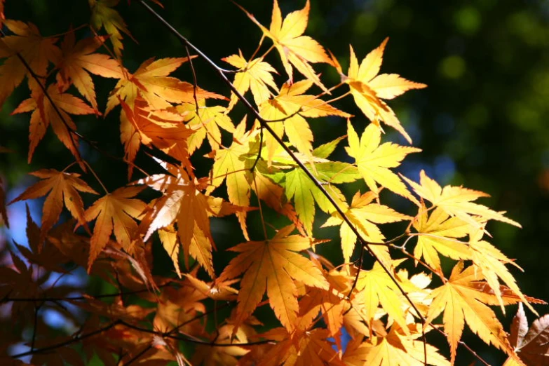 leaves in fall with bright colors in the background