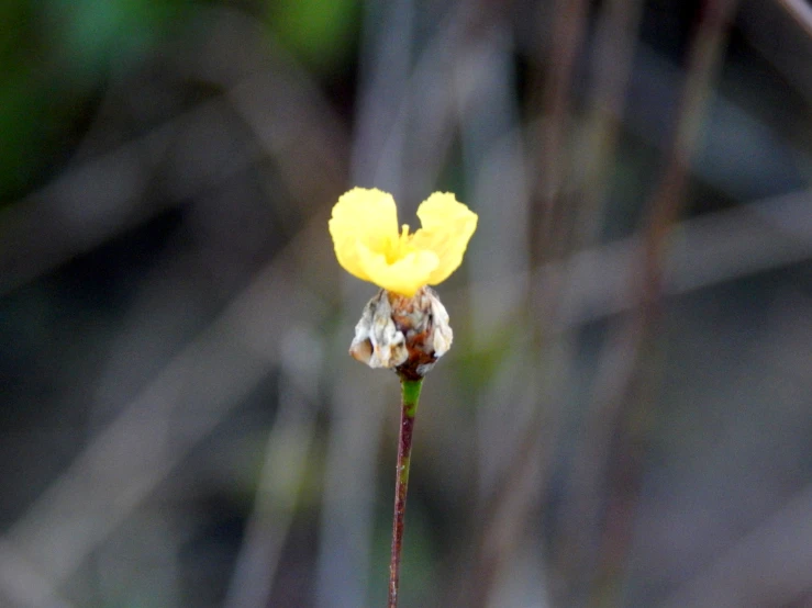 a little yellow flower that is hanging out