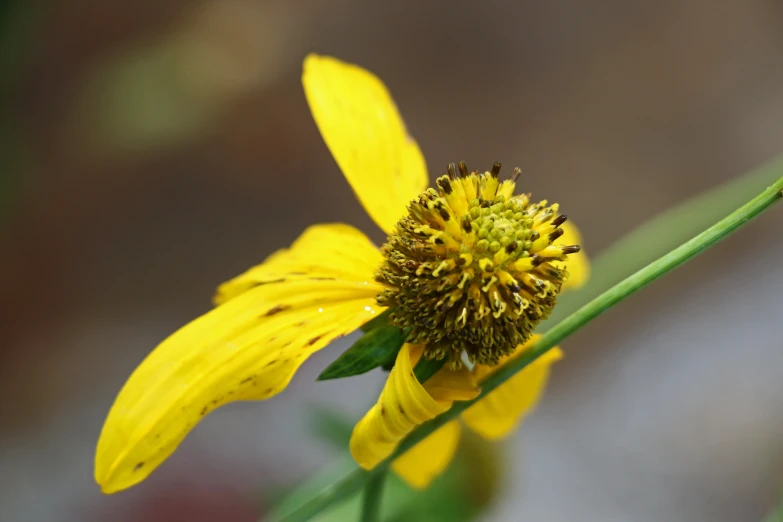 a bright yellow flower with water droplets on the petals