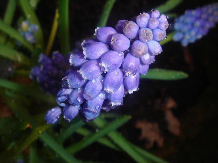 the little lavenders bloom on this plant outside