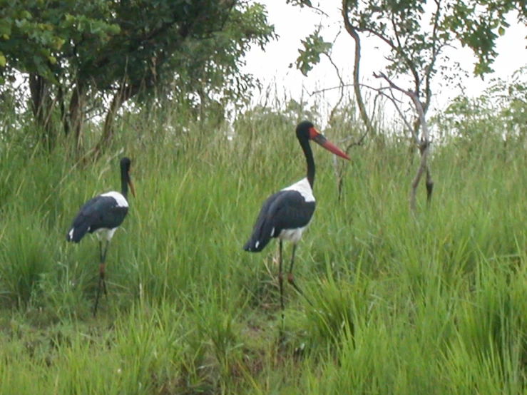 two large birds with red beaks standing in tall grass