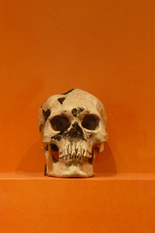 a white skull on an orange shelf with other items