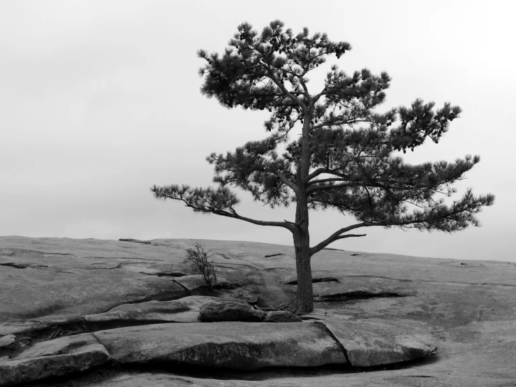 a lone pine tree on top of a cliff in the wild