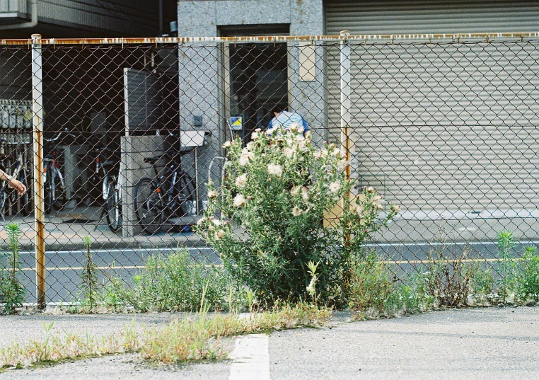 a small shrub that is sitting next to a fence