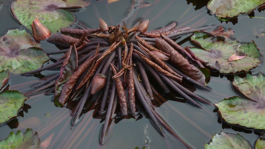 some leaves are on top of the water