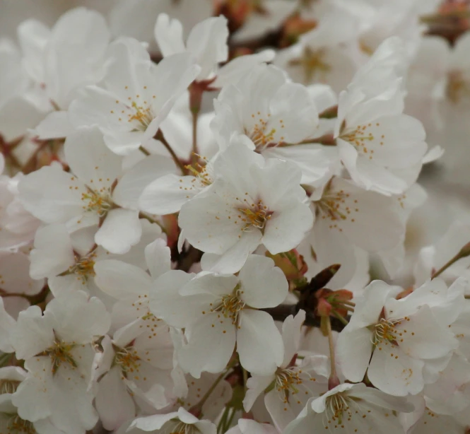 close up view of white blossoming tree nches