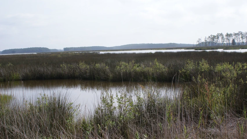 an image of a swamp or marsh setting