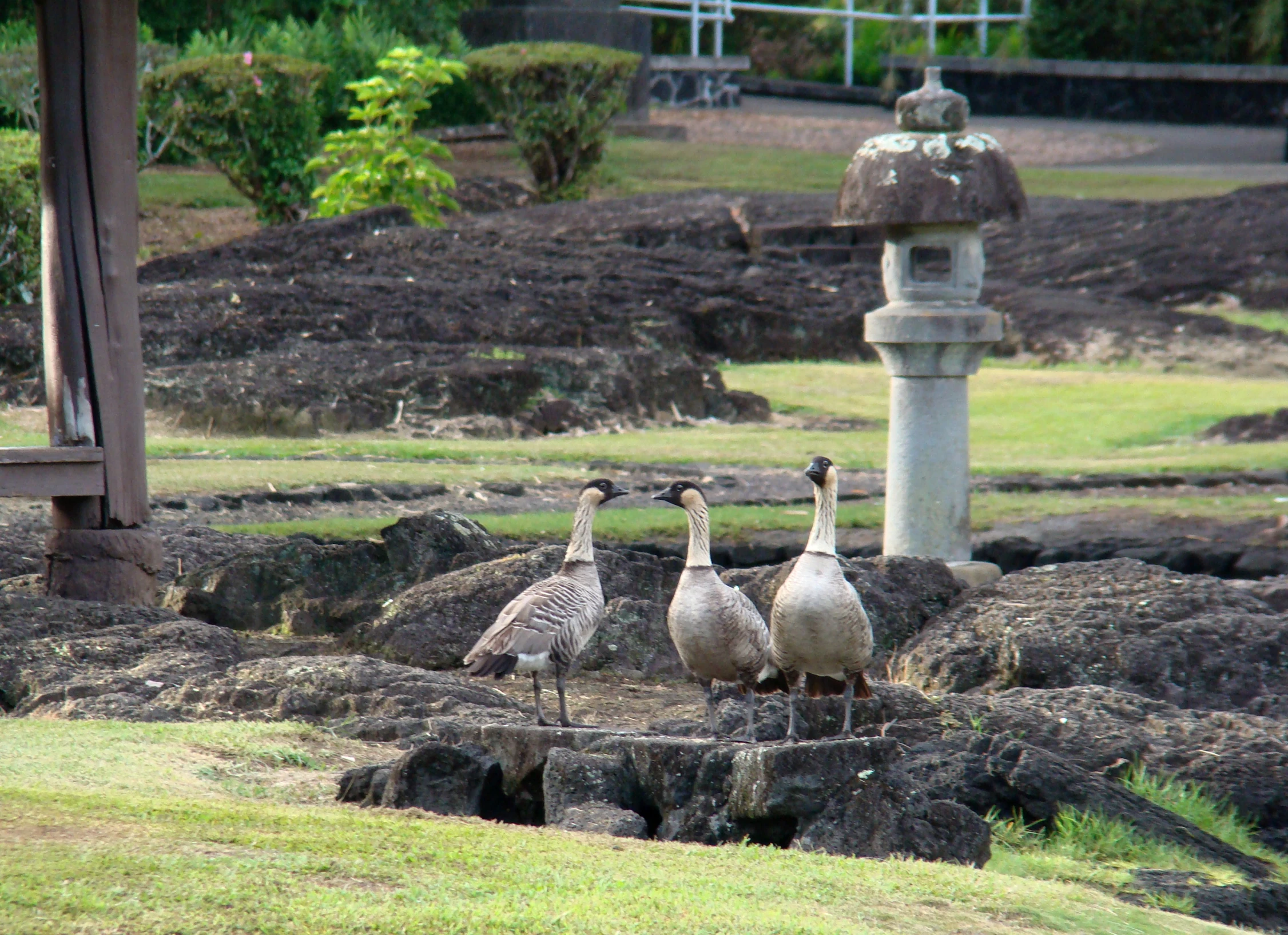 there are some birds standing in the grass