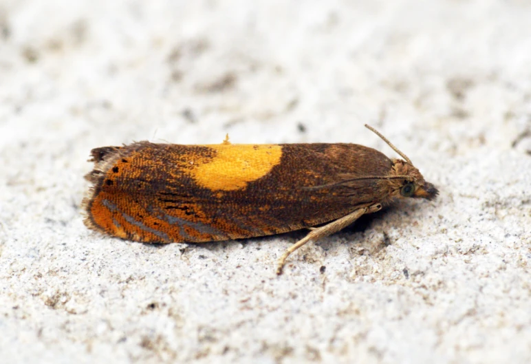 a moth sitting on top of the white sandy ground