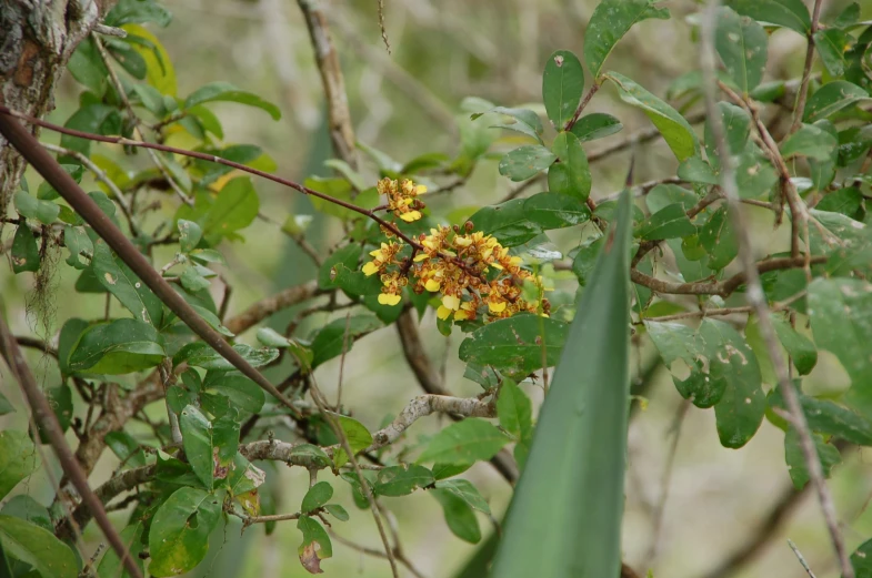 there are some small yellow flowers on this tree