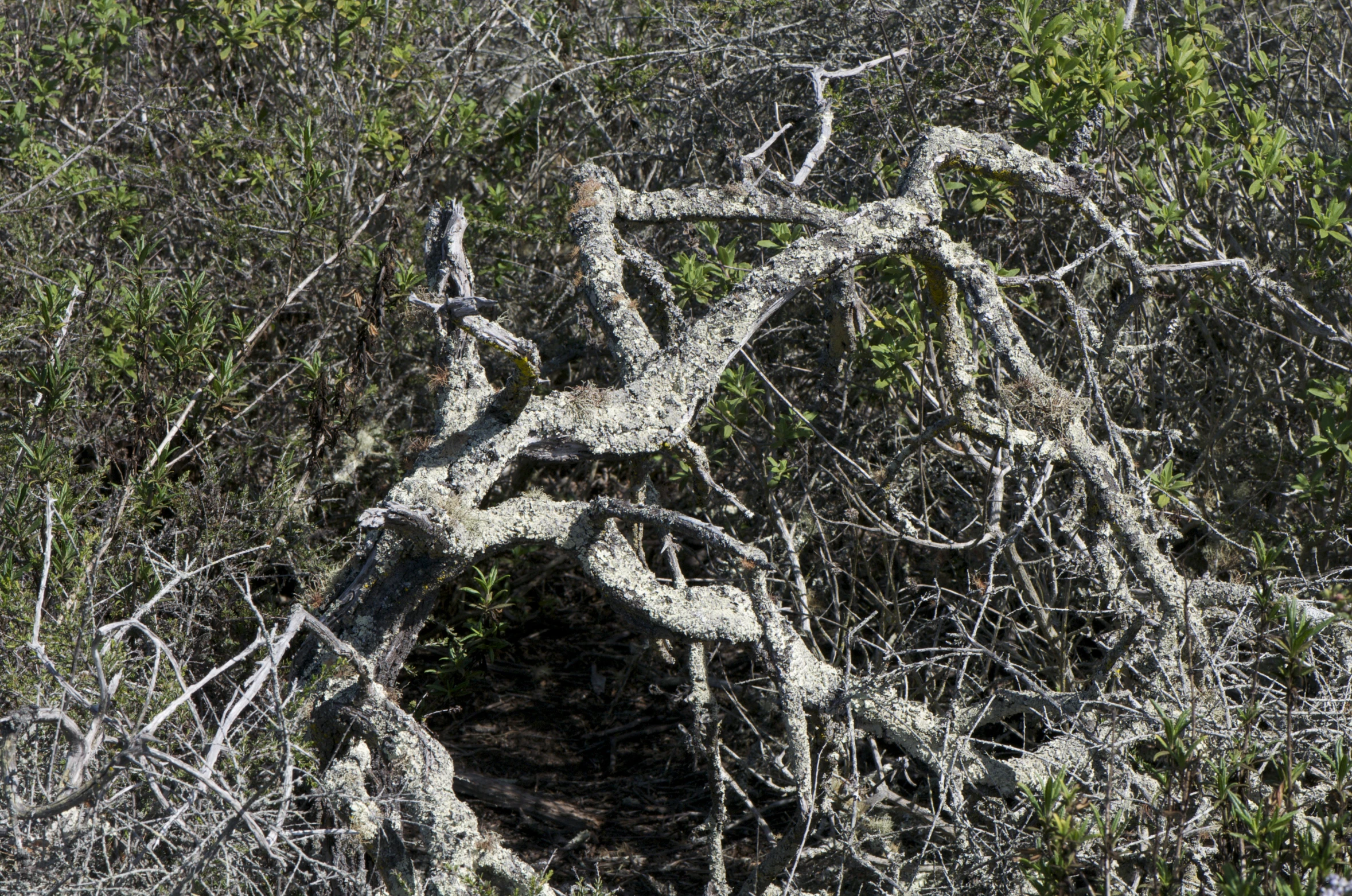 an old dead tree with very tiny nches