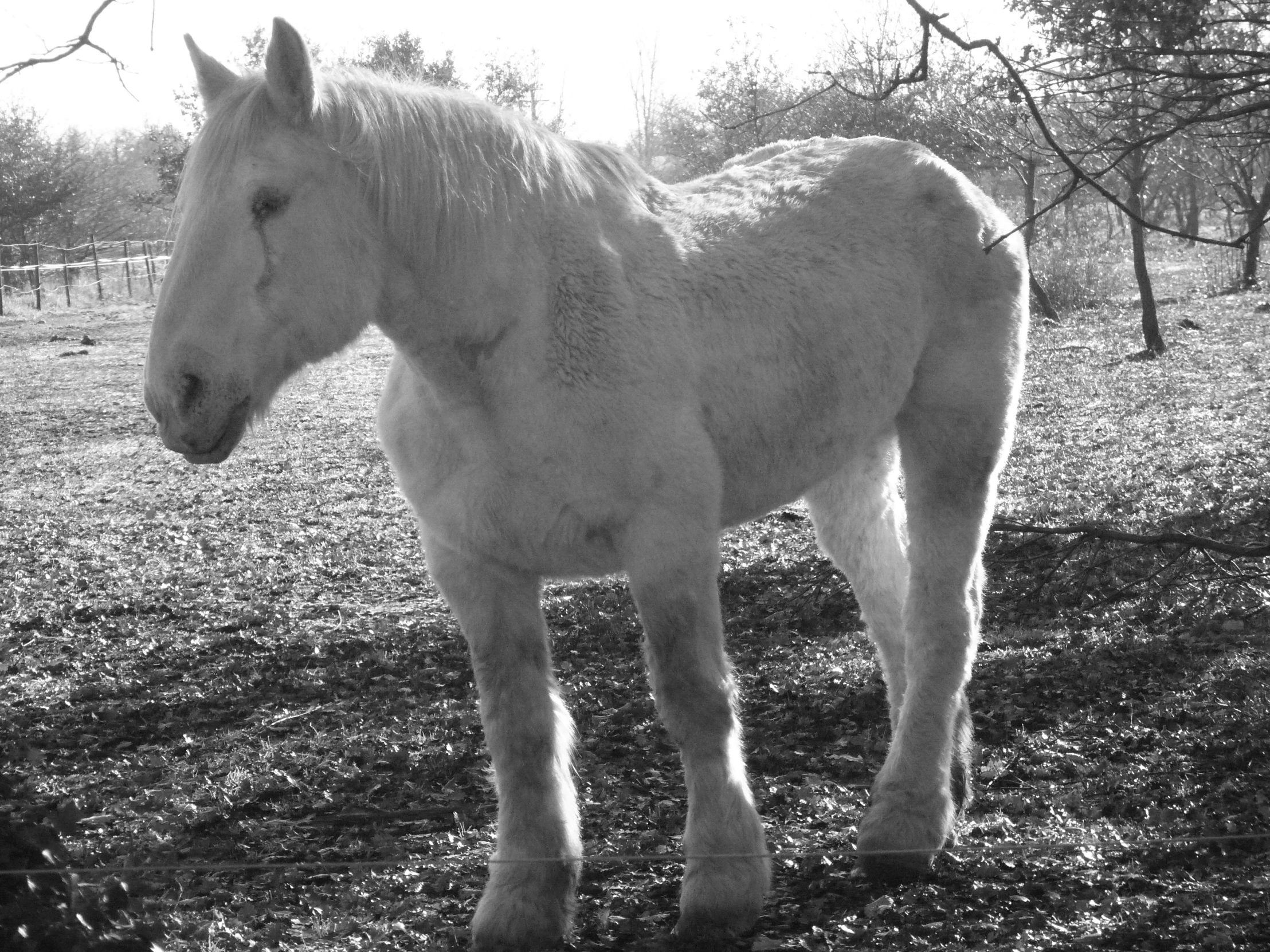 the white horse stands alone in a grassy field