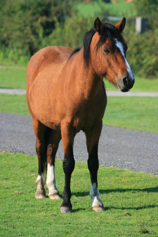 a horse that is walking on some grass