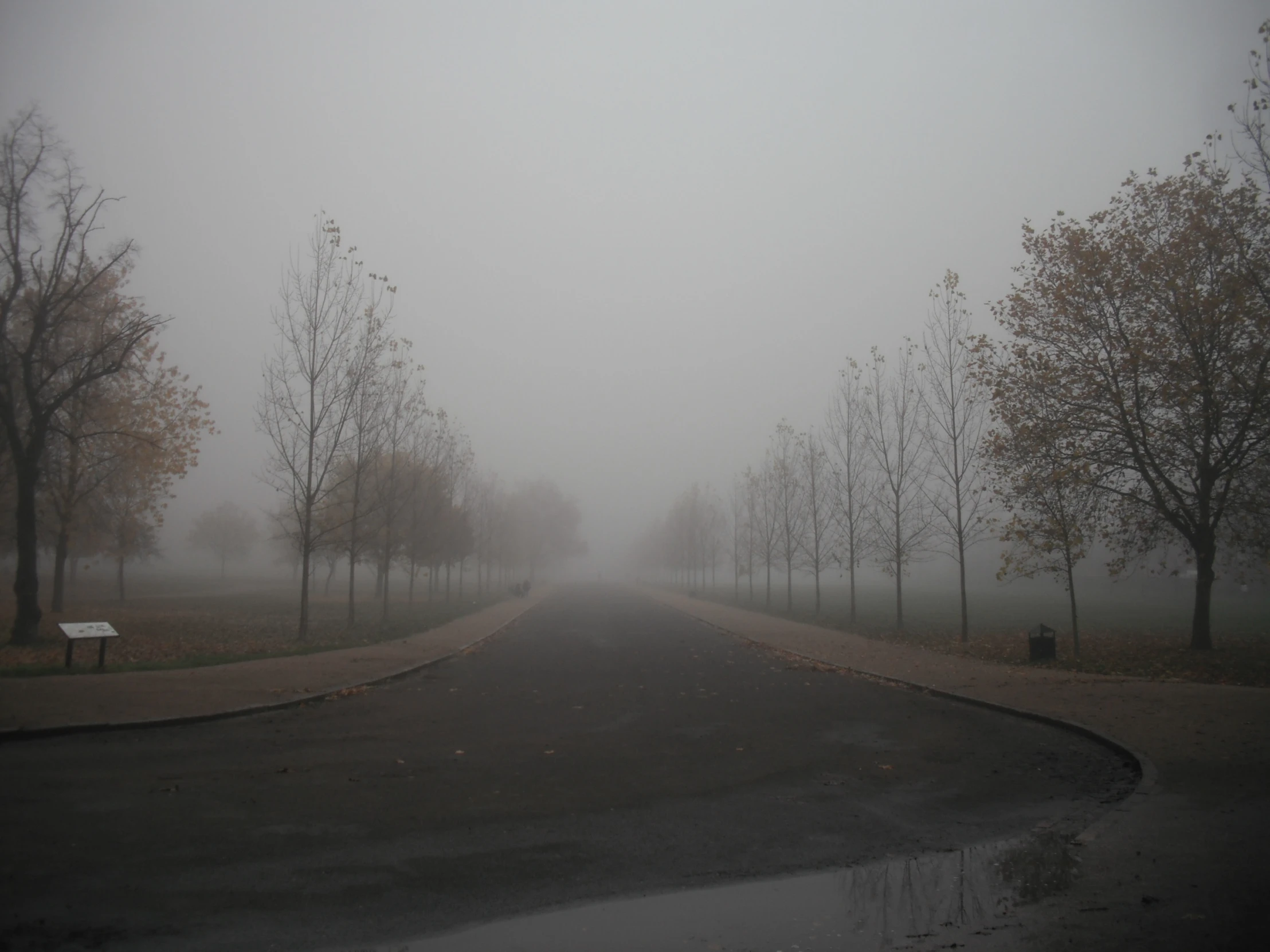 a misty morning in a park with trees and benches