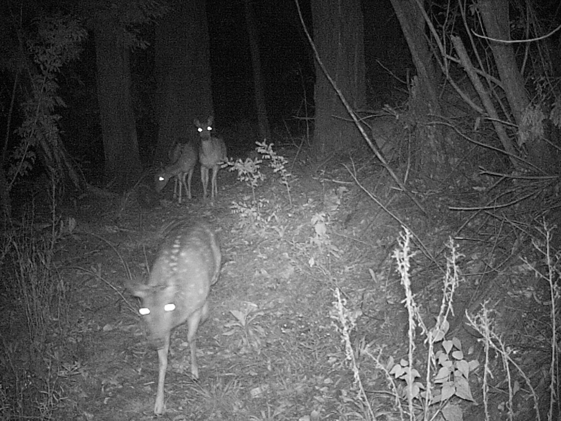 the black and white image shows two deer standing in a field