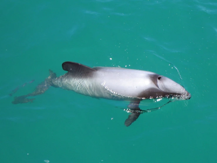 a dolphin is swimming close to the shore