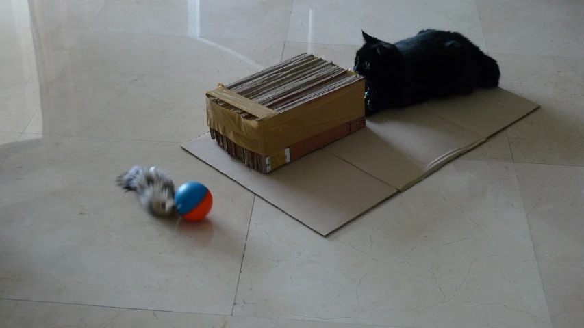 a black cat is playing with an orange and blue toy